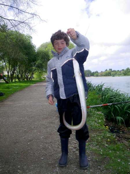 Une anguille au vif.