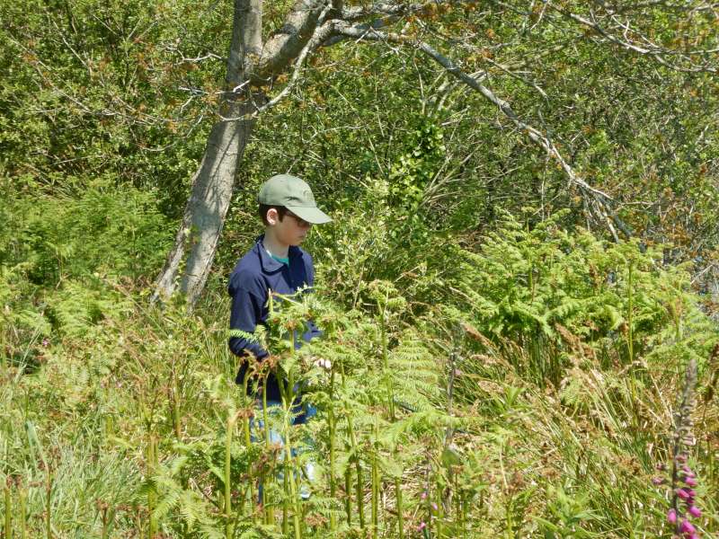 Achille embusqu� dans les foug�res