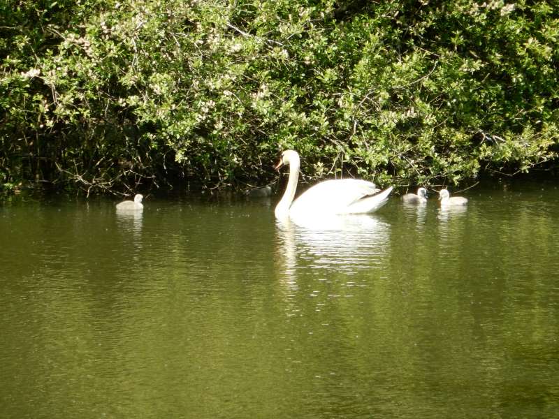 Maman cygne et ses petits