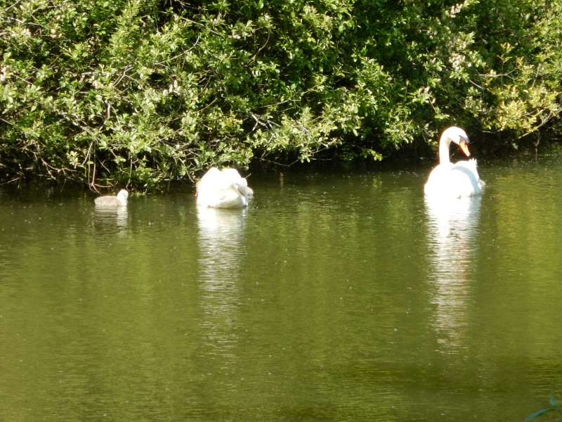 Fais moi un signe...ou un cygne?