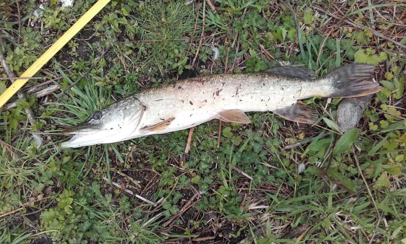 Brochet de la Comiren