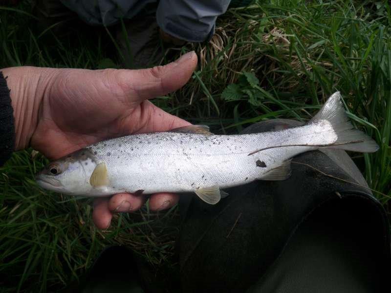 Saumon 32 cm, jour de l'ouverture. St Eloi