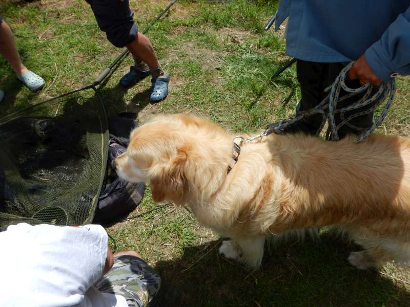 Premi�re prise: une carpe poilue mais non homologu�e...