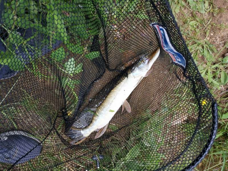 Esox lucius, disent les scientifiques.