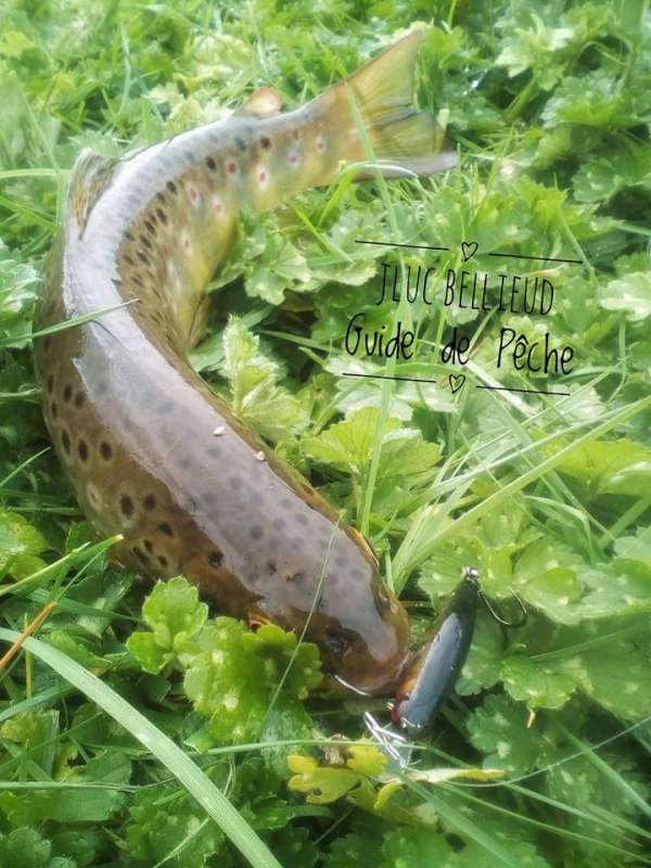 truite Fario de 31 cm