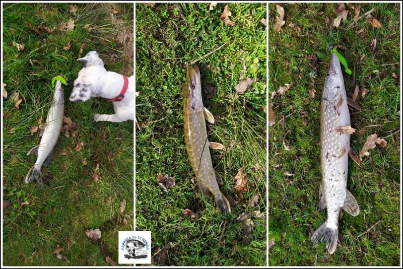 non mesur�, 44, et 56 cm