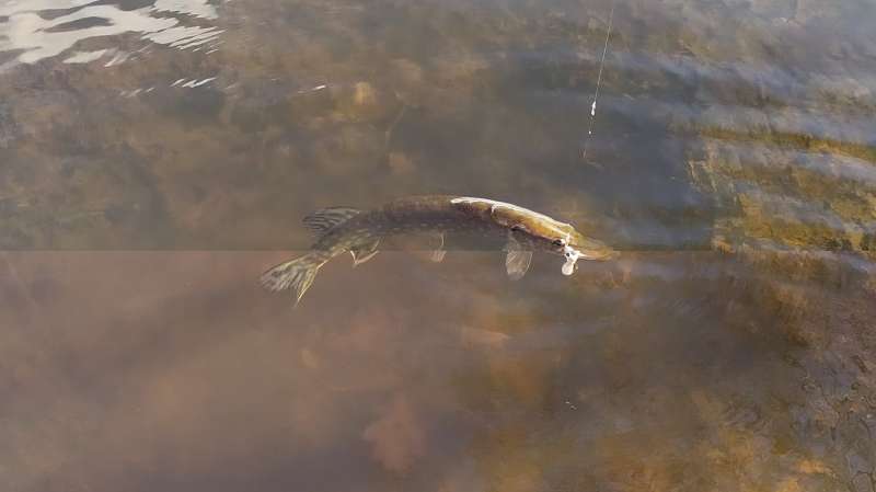 Celui-l� n'est pas dans l'herbe.