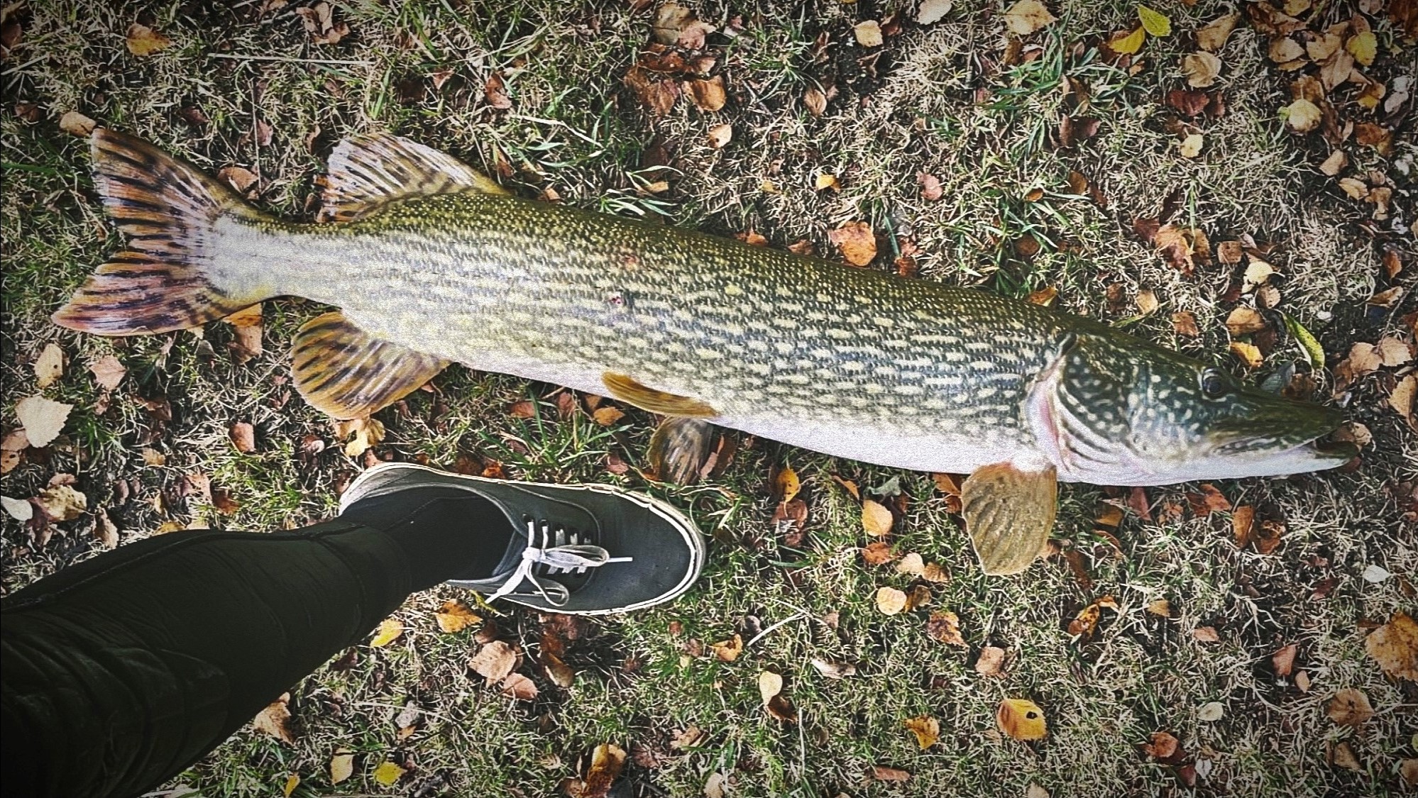 Brochet � rendre jaloux les meilleurs de notre AAPPMA!