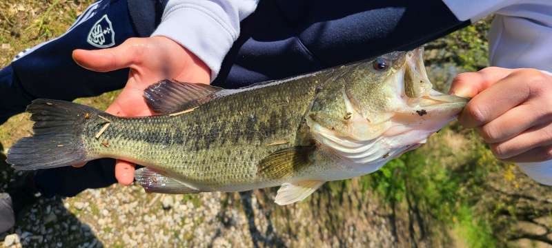 Superbe poisson en no kill