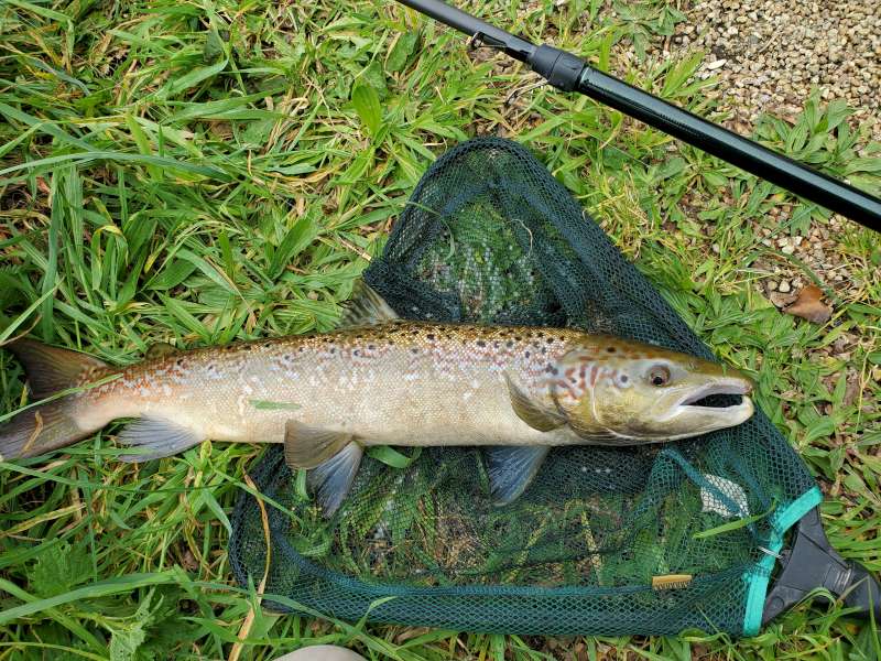 Belle livr�e pour ce saumon de 67 cm!