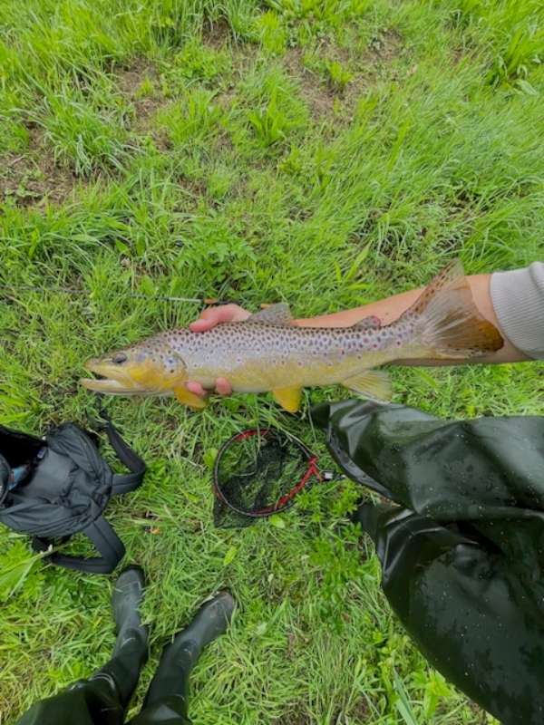 Ctenopharyngodon idella