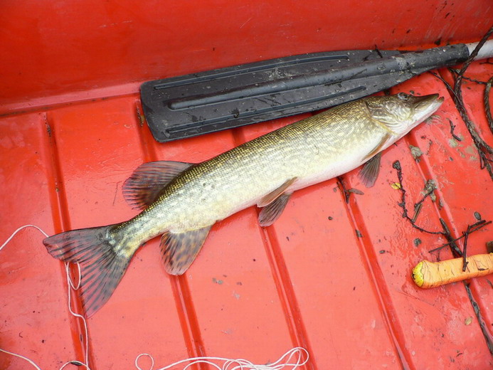 Brochet par Dominique et Yvon