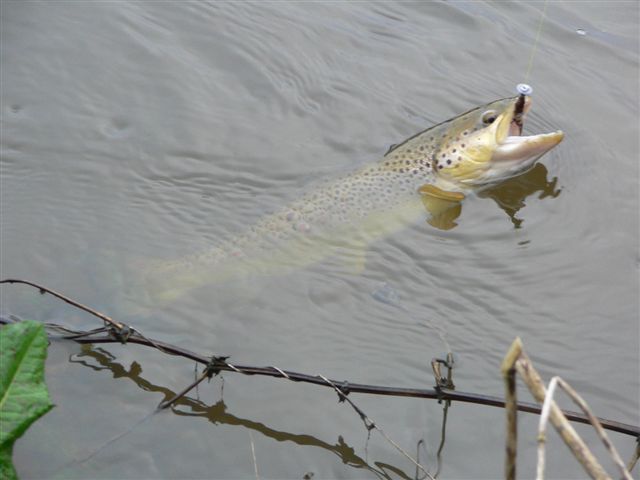 Truite fario par Dominique