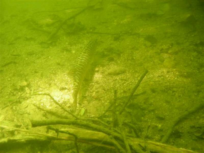 Brochet dans son �l�ment