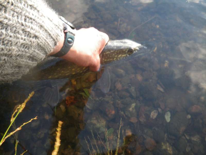 Brochet par Dominique