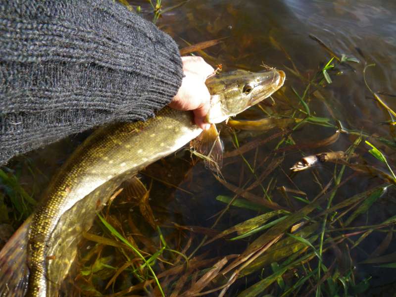 Brochet par Dominique
