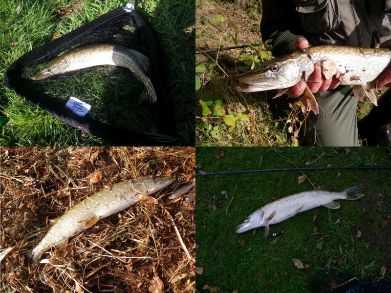 Une belle brochette de brochets !