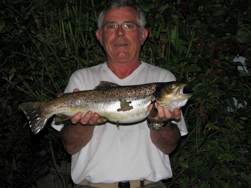 Truite Fario par Guy