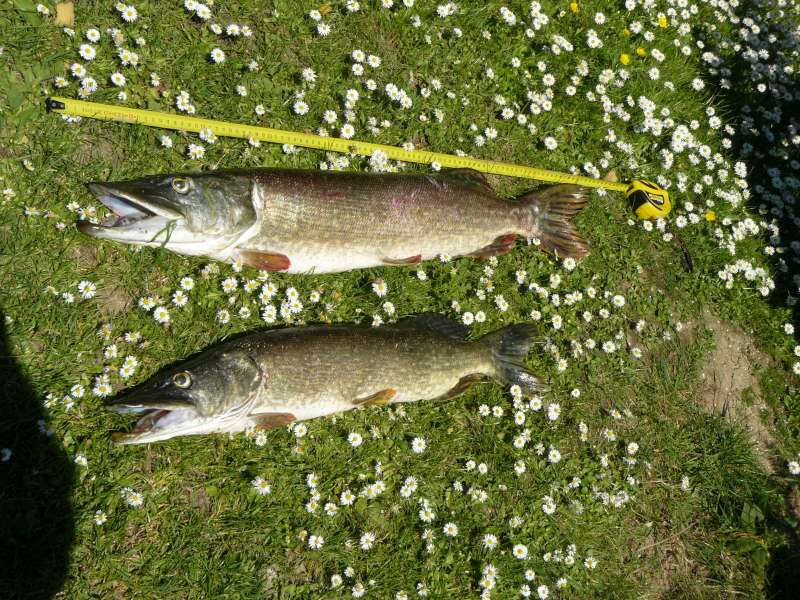 Brochets, par Raphael