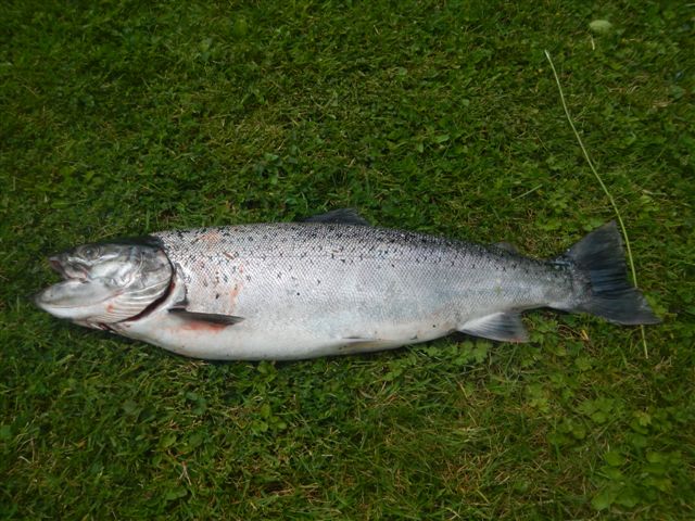 Truite de Mer par lucien