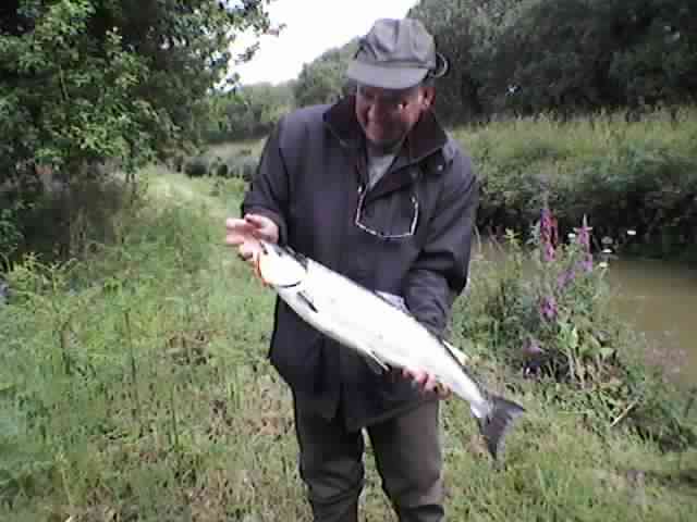 Saumon par Jean Yves