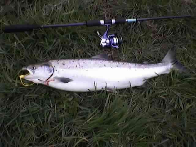 Saumon par Jean Yves