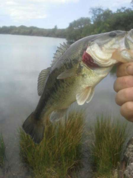 Black bass, Pontavennec