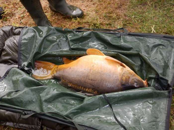 La carpe Gertrude...