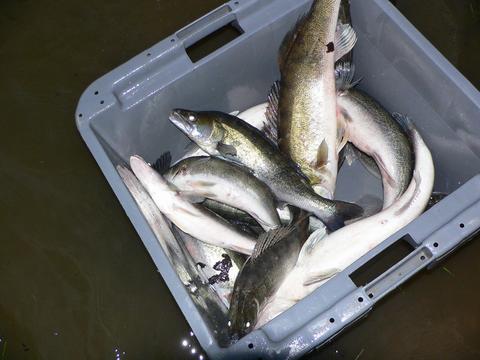 Sandres pour Lann�on.