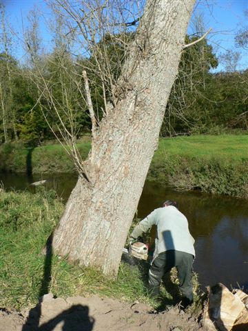 Coupe du peuplier.