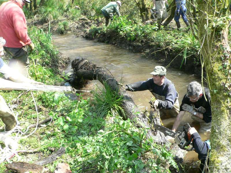 Un arbre sort de l'eau.
