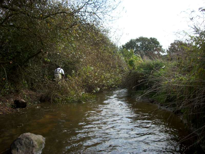 Les saules envahissent la rivi�re.