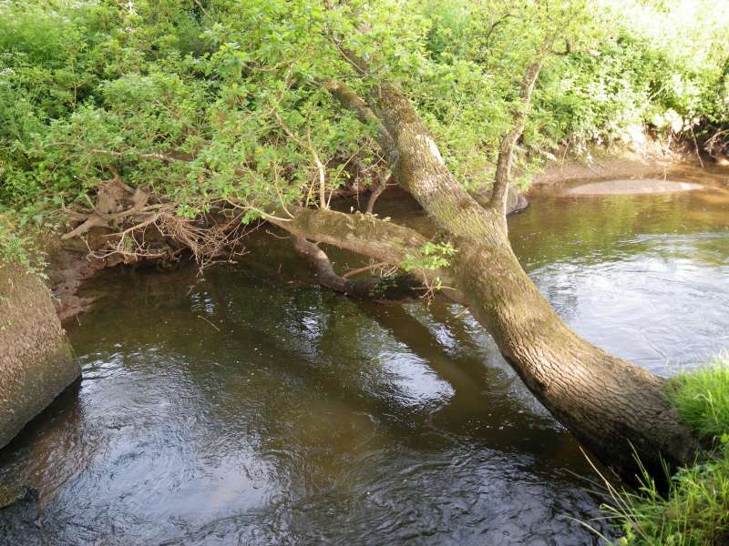 Encore un beau ch�ne en travers.