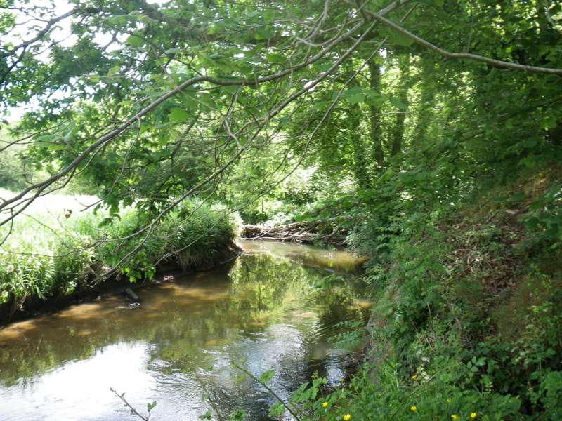 Un beau ch�ne en travers.