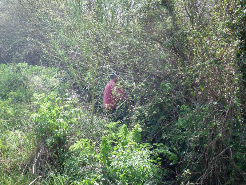 En pleine for�t vierge de ronces.