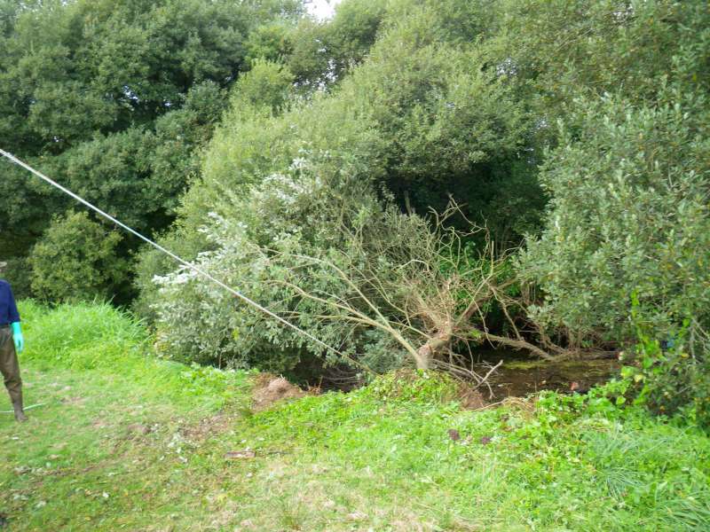 Et un arbre en moins.