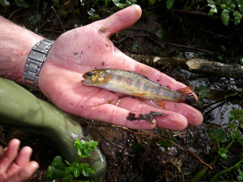 Une truitelle sauv�e