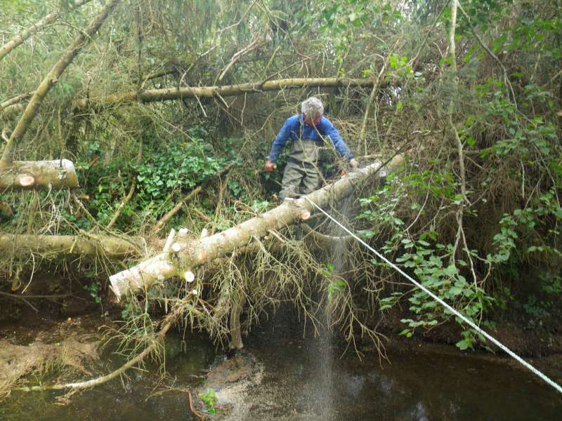 enl�vement d'un arbre.