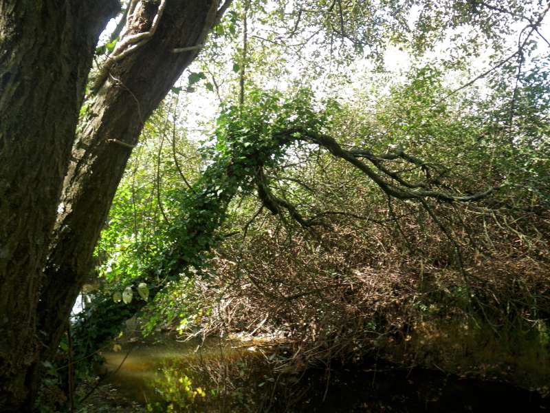 Ildut le long de la piscine.