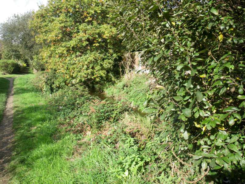 Une belle couverture de ronces.