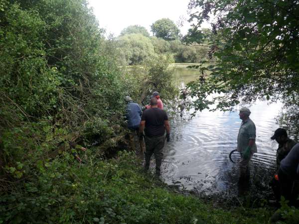 enlevement d'un arbre mort