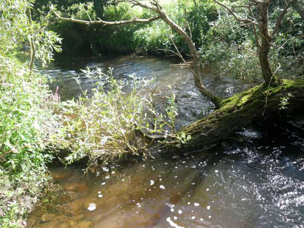un saule est tomb� dans la rivi�re