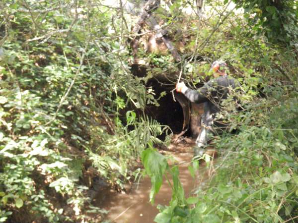 Buses � moiti� bouch�es