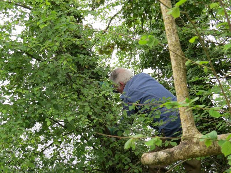 Eliminer le lierre sauve les arbres