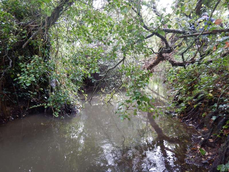 Les saules n'ont pas r�sist� au poids du lierre