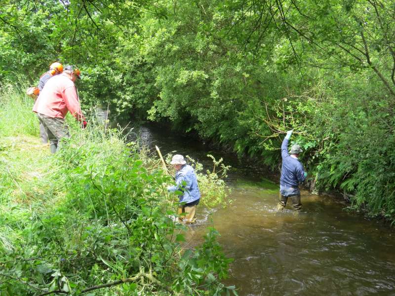 Ca pousse vite, les saules!