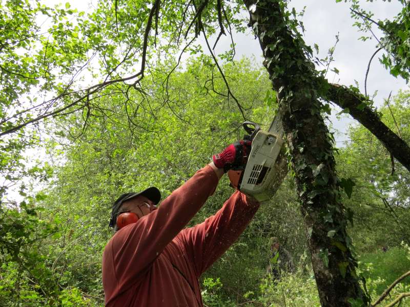 Supprimer les branches mortes