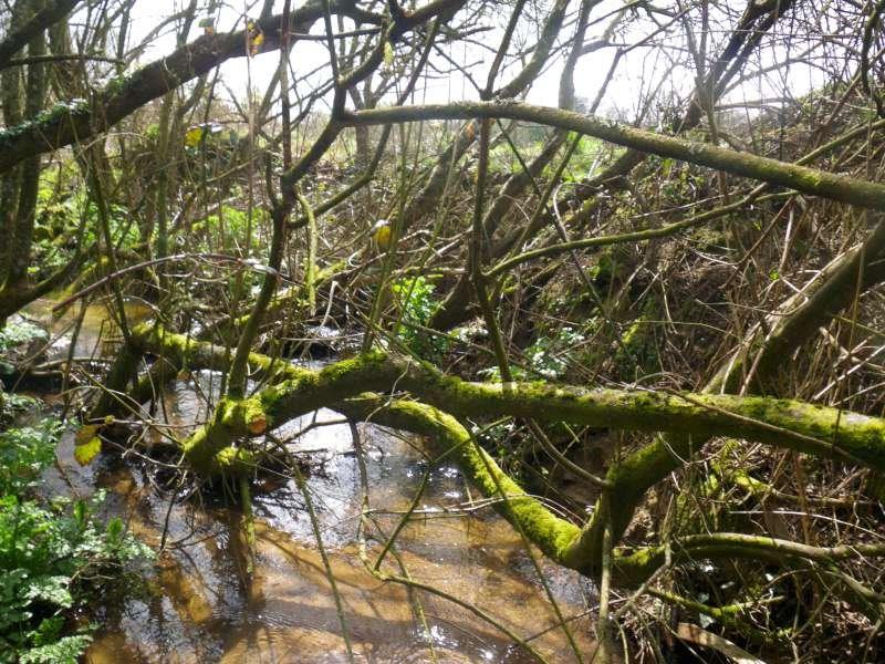 Le ruisseau a besoin d'un bon nettoyage!