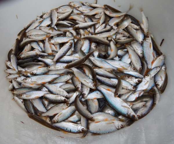 Les gardons sont en d�ficit dans ce lac.