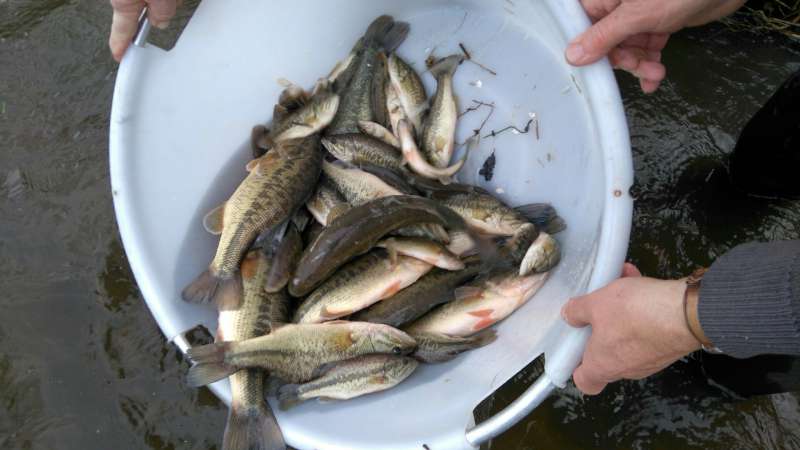 Petits poissons deviendront grands, si...